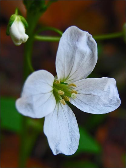 sm 326 Milk Maids.jpg - Milk Maids (Cardamine californica): As one of the earliest spring blooming flowers this one was extra early.